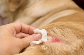 Herbal Treatment for Puppy Pyoderma