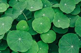 What is Brahmi? What are its Benefits and Side Effects?