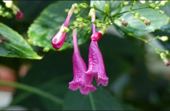 Kakajangha/Peristrophe bicalyculata Nees- Properties, Medicine & More