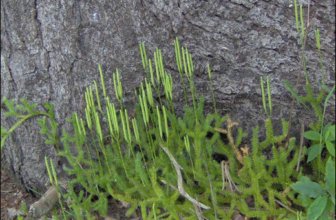 Lycopodium clavatum Linn./ Vegetable Sulphur