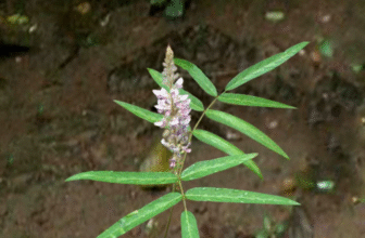 Prishnaparni/ Uraria Picta – Ayurvedic Overview, Benefits, Uses