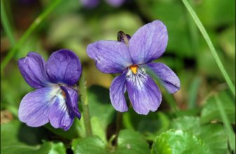 Viola odorata Linn./ Banafasha – Ayurvedic Properties Medicine & More