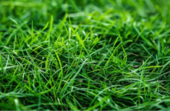 Durva/ Conch Grass/ Bermuda Grass/ Cynodon dactylon Pers.