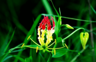 Langali/ Tiger’s Claws/ The Glory Lily/ Gloriosa superba Linn.