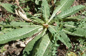 Gojihva/Onosma bracteatum Wall./Cow’s Tongue – Ayurvedic Uses