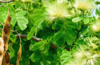 Shirisha/ Woman’s tongue tree/ Albizia lebbeck Benth.