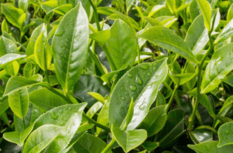The Tea Plant/ Camellia sinensis (Linn.) – Ayurvedic Uses