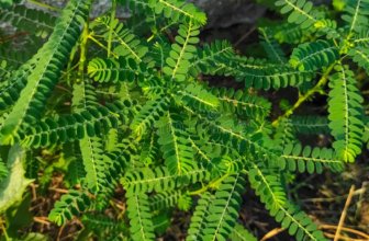 What is Bhumi Amla? Benefits, Uses & Side Effects Explained