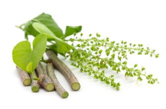 Giloy (Guduchi) Benefits, Uses, Forms & Side Effects