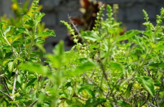 Tulsi Benefits, Common Uses & Side Effects You Should Know