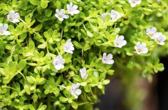 Brahmi vs Amrit Kalash: Ayurvedic Health Benefits Compared