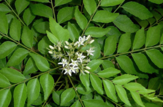 Murraya koenigii L. Sprengel/Kaidarya/Curry Leaves/Kadi Patta