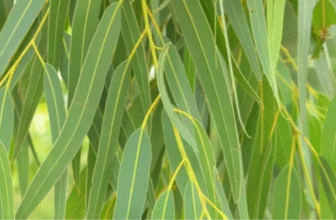 Tasmanian Blue-Gum Eucalypt/Eucalyptus globulus/Sugandhapatra