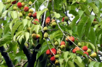 The Upas tree/ Antiaris toxicaria Lesch. – Ayurvedic Uses, Benefits