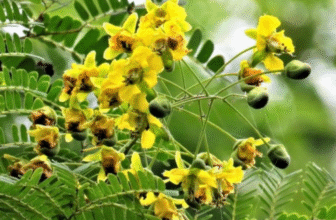 Caesalpinia digynaRottl./ Vakeri/ Teri – Ayurvedic Uses & Benefits