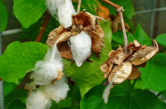 Gossypium herbaceum Linn./ Cotton Plant/ Indian Cotton