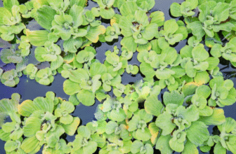 Jalakumbhi/ Variparni/ The Wester-Lettuce/ Pistia Stratiotes Linn.