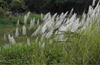 Saccharum munja Roxb. /Saccharum bengalense /Bhadramunja