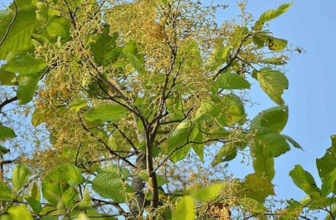 Shaal/ The Sal Tree/ Shorea robusta Gaertn. F.